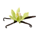 Vanilla